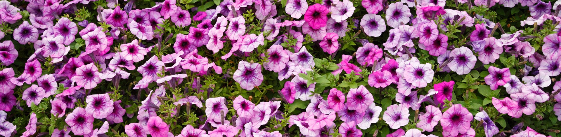 Osmocote Bloom - Controlled-Release Fertilizer for Bedding Plants | ICL