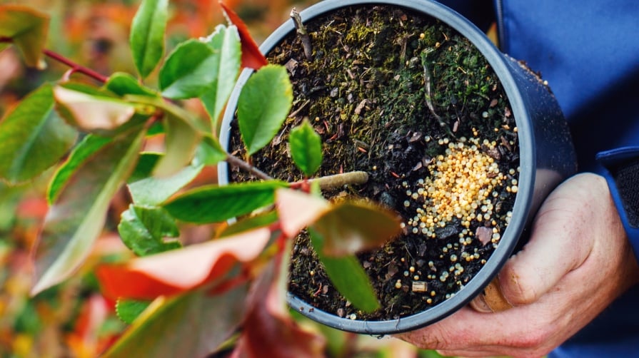 topdressing fertilizer granules in a container