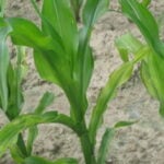 Mg deficiency maize