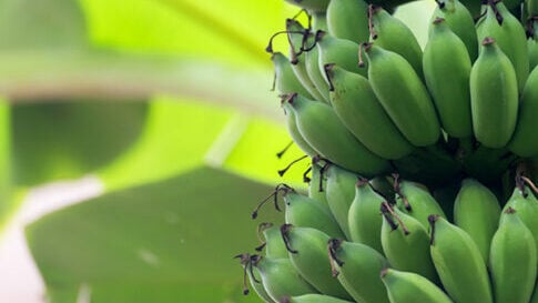 Loja das Frutas, um modelo Experfrut de sucesso.