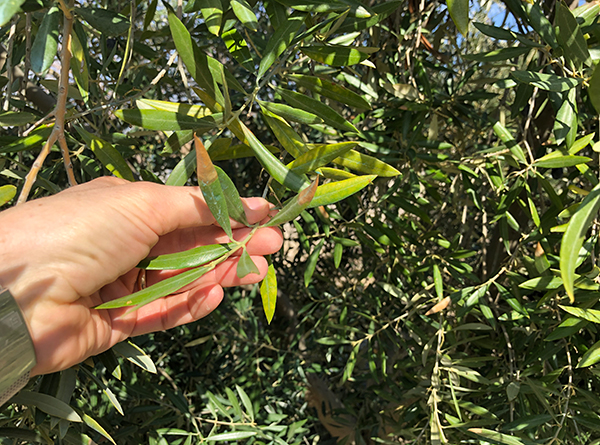 Esempio visibile di carenza di potassio su olivo.