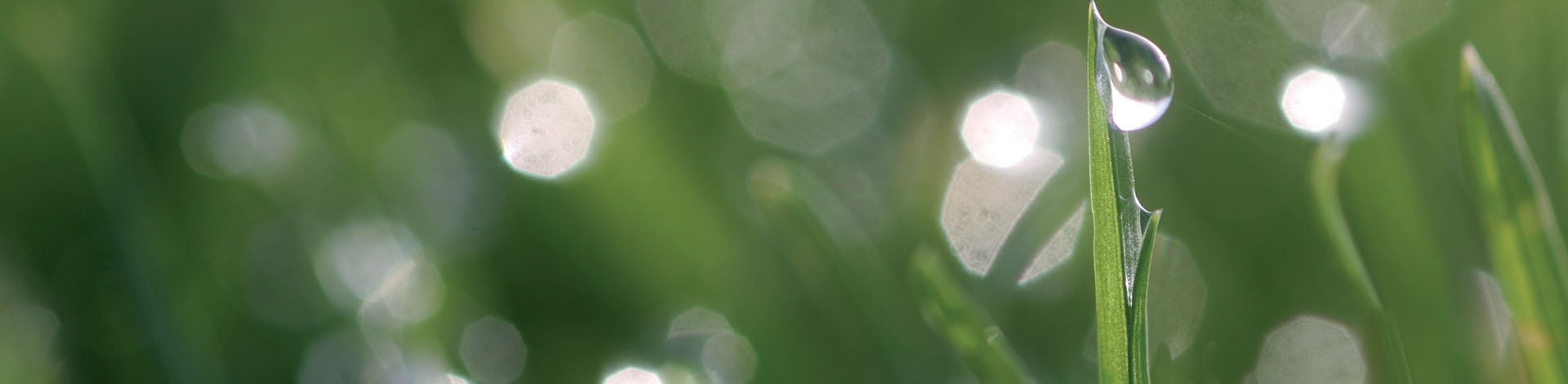 Polyhalite Adds Exclusive Natural Component in Turf Fertilisers | ICL UK