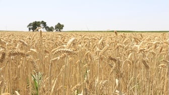 Sulfur for Breadmaking Quality