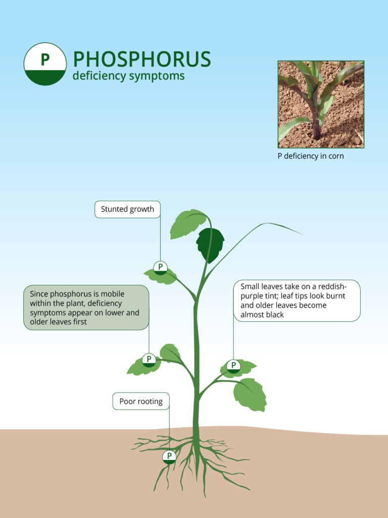 Phosphorus Based Fertilizers The Role of Phosphorus in Agriculture ICL