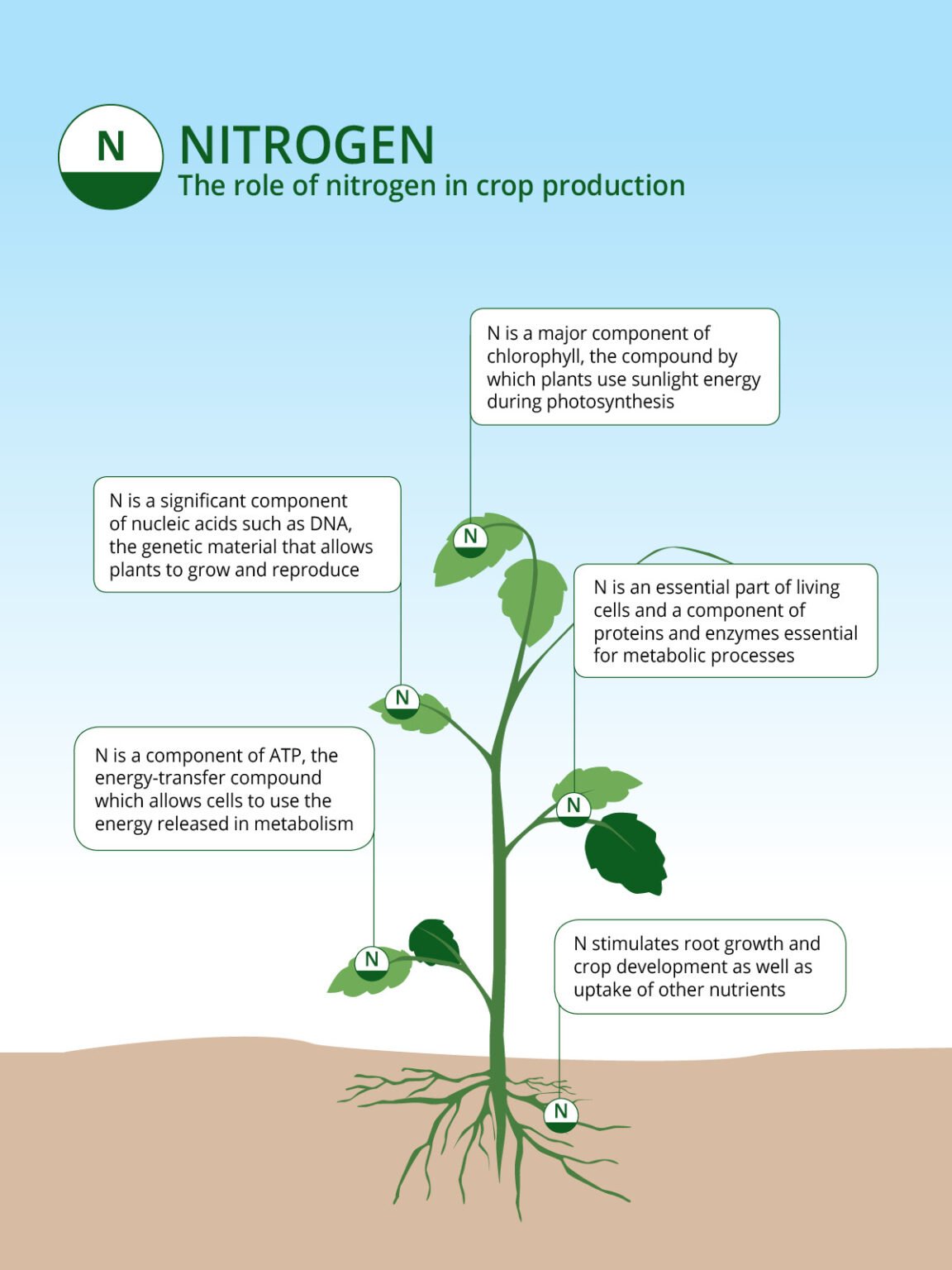 Nitrogen Based Fertilizers The Role of Nitrogen in Agriculture ICL