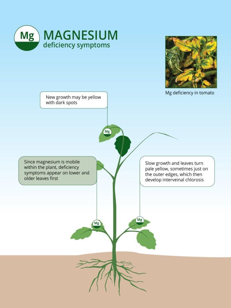 Which Of The Following Is Not A Function Of Magnesium Magnesium Based Fertilizers: The Role of Magnesium in Agriculture | ICL