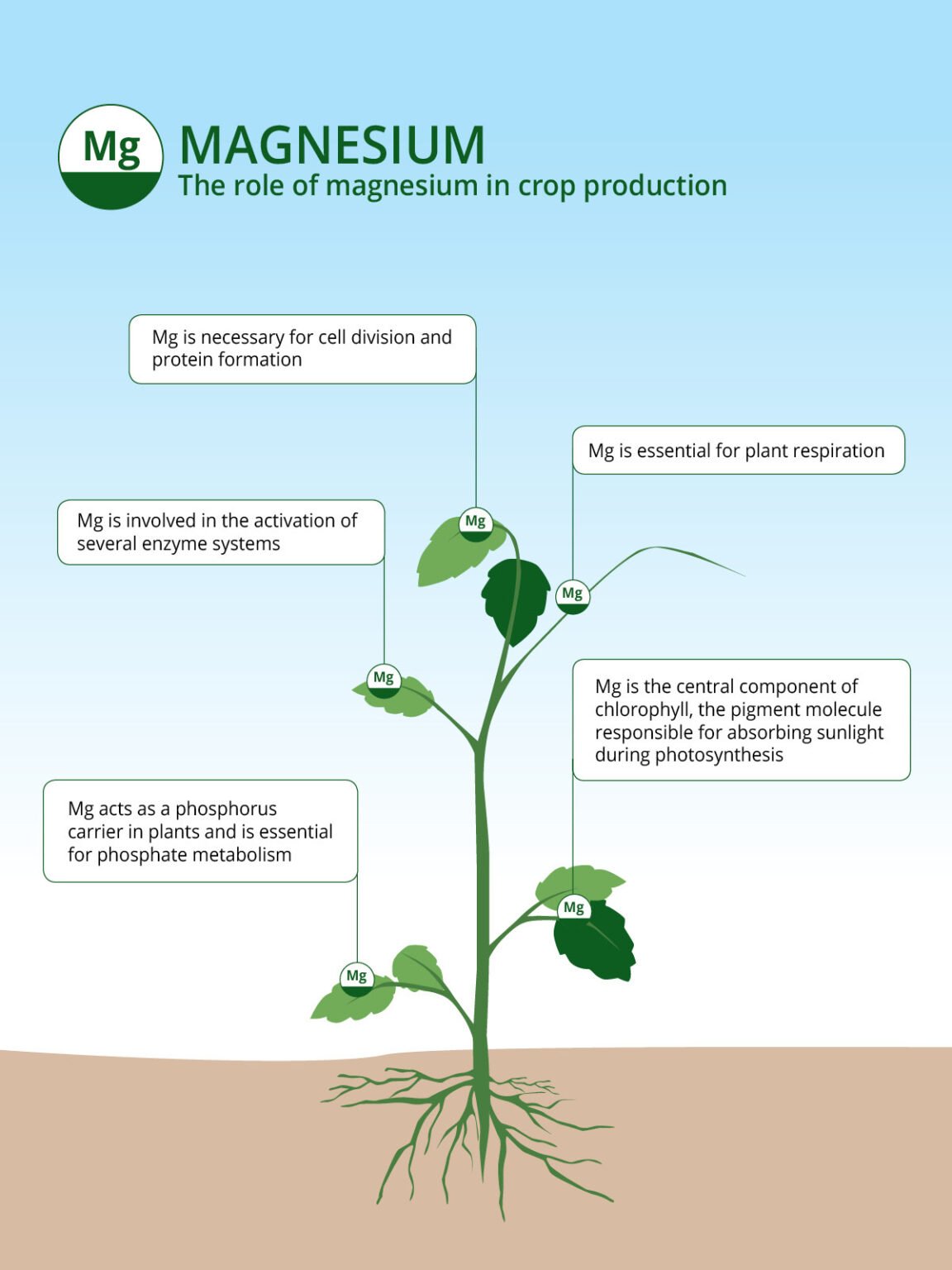 Magnesium Based Fertilizers The Role of Magnesium in Agriculture ICL