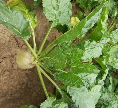 Agromaster<sup>®</sup> Sugar Beet Trial in France