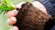 EC and Salt Measurement on Peat-based Substrates vs Peat Alternatives