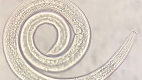 Seaweed Research in Turf