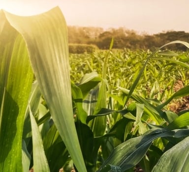 ICLeaf: Transforming Plant Nutrition Through Advanced Leaf Analysis