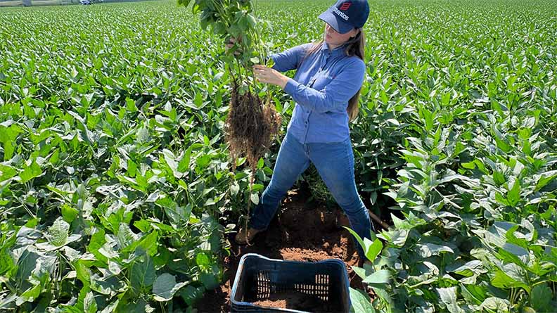 A woman examines the roots of a soybean plant she just pulled from the ground in a vibrant green field.