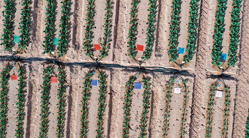 Aerial view of an agricultural field with multiple rows of young green crops growing in sandy soil, marked with colored labels for different fertilizer treatments and connected by a black drip irrigation line.