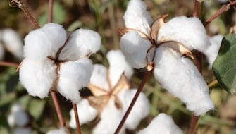 Cotton