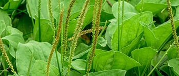 How to identify and control greater plantain?