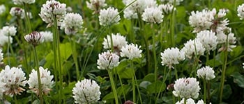 How to identify and control white clover?
