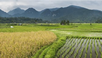 Enhancing Soil Potassium Fertility in South Asian Agriculture