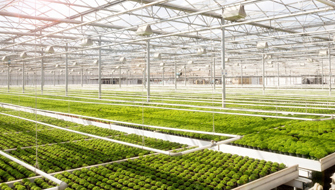 Greenhouse lessons for autonomous cultivation in tree nurseries