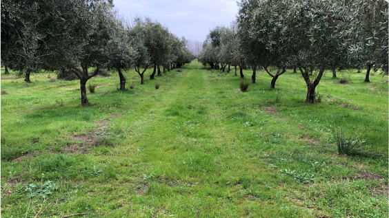 Higher yields in organic olives with Polysulphate<sup>®</sup>