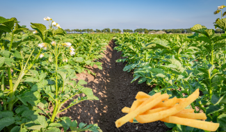 Fries made from recycled phosphate – thanks to Puraloop® and the KNAP project