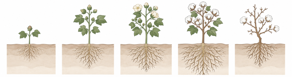 Illustration of five cotton growth stages showing plant and root development from early squaring and flowering to open bolls and post-defoliation, with roots expanding to peak size before crop maturity.
