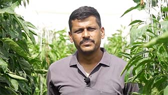 CalPhos Improves Capsicum Quality and Marketability