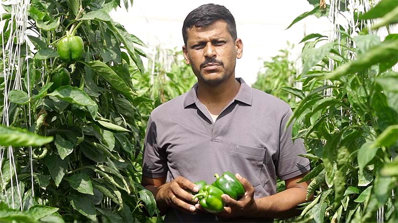 Ganesh Pansare with his Capsicum crop fertilized with ICL Nova CalPhos