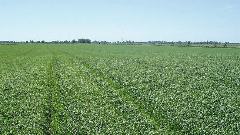 Wheat trials demonstrate the benefits of Bioz Nephrite