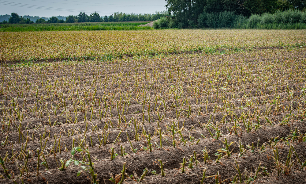 Potato field after haulm cutting, showing rows of trimmed potato stems and ridged soil ready for harvesting, with trees and greenery in the background.