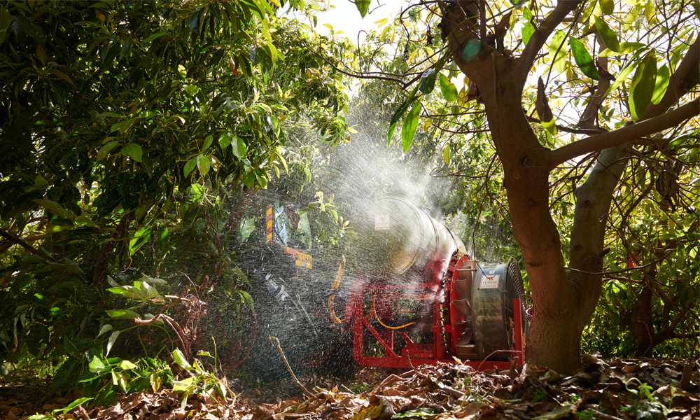A large, red-framed agricultural sprayer, featuring a prominent silver tank and a large black fan, is actively performing foliar application in a sun-dappled avocado orchard. A powerful, wide stream of fine white mist sprays vigorously from the machine's left side, thoroughly coating the dense, dark green leaves of the avocado trees. The ground beneath the trees is covered with a carpet of dry, fallen leaves and some low-lying green foliage. Bright sunlight filters through the upper branches, illuminating the spray and creating a vibrant, industrious scene.