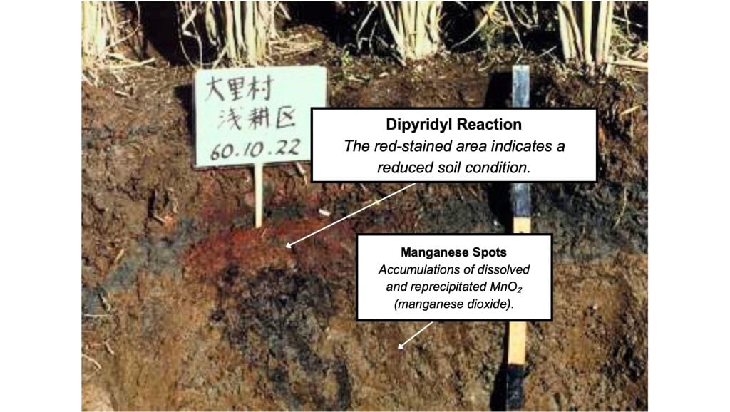 Paddy field soil profile displaying red-stained areas from Dipyridyl reaction indicating reduced iron, and dark spots of reprecipitated manganese dioxide, with a depth ruler for scale.