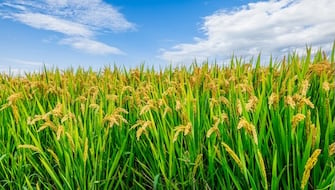 Supplement to Basic Knowledge of Paddy Rice Cultivation