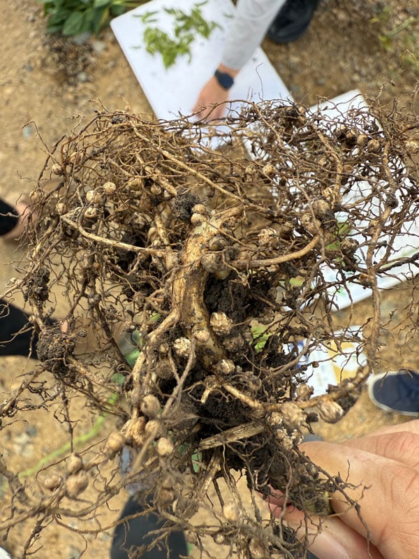 Soybean roots densely covered with numerous round, beige root nodules hosting Bradyrhizobium.