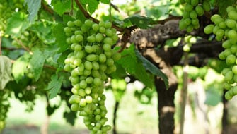 Understanding Plant Quality Trait Problems: Causes and Our Solution