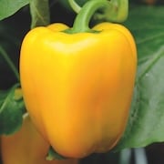 Pepper