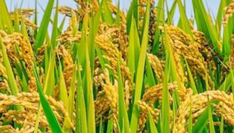 The Role of Silicon in Paddy Rice Cultivation