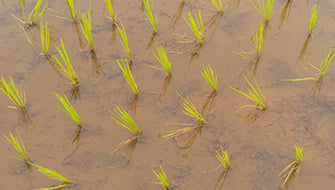 Seed and Seedling Phase of Paddy Rice