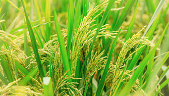 Diagnostic Techniques for Nitrogen Management in Paddy Rice Cultivation