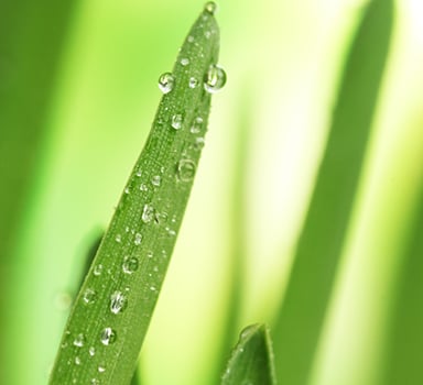Soil pH Guide
