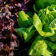 Lettuce