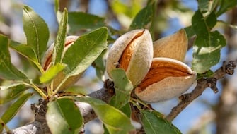 Almond