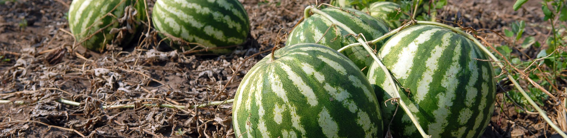 Gulf Coast Watermelon Association, USA | ICL