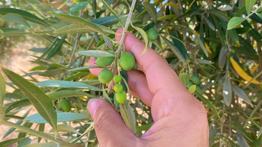 AGRIMOBI OLIVE-TOTAL for the High Nutrient Demands of Olive Trees