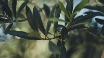 Olive Flowering and Fruit Set Improves with AGRIMOBI OLIVE-P
