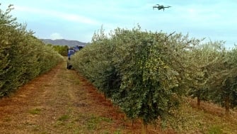 AGRIMOBI OLIVE-N Prevents Nitrogen Deficiencies