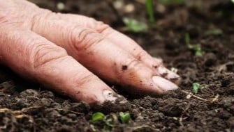Challenges and Role of Polysulphate Fertilizer in Acidic Soils