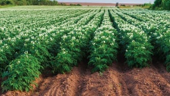 Go Beyond NPK: The Polysulphate Advantage for Potato Quality and Yield