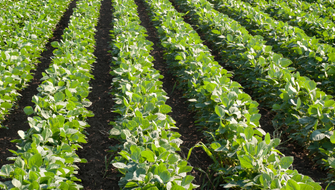 Soybean Trials: Polysulphate<sup>®</sup> Sulfur Boosts Yield