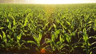 Getting More Out of Your MOP with Polysulphate<sup>®</sup> in Row Crop Systems