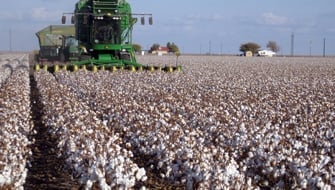 Polysulphate for Cotton: Not Just a Sulfur Source